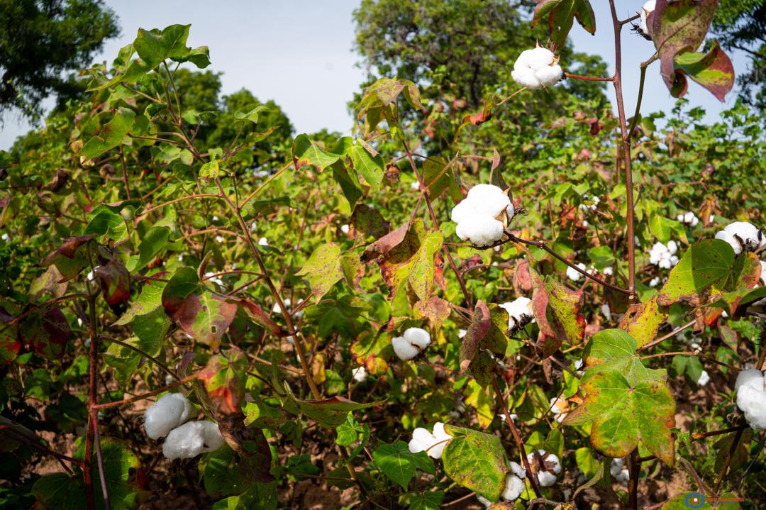 Paysans maliens dans les champs de coton